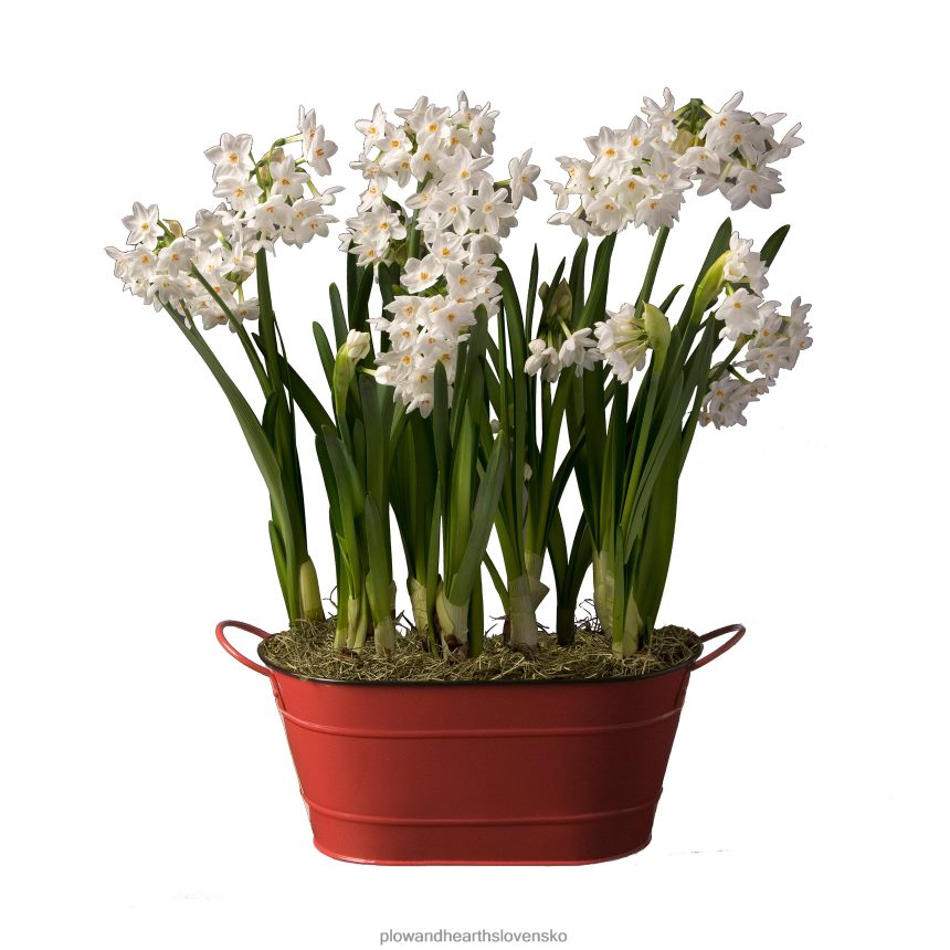 Plow & Hearth paperwhites holandská kvetina žiarovka dovolenka darček záhrada 6P208P2327 domáce potreby