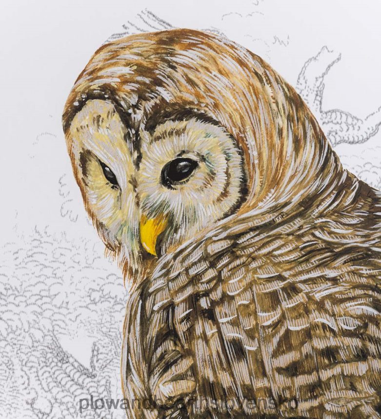 Plow & Hearth zarámovaná sova ii nástenná maľba 6P208P2514 domáce potreby