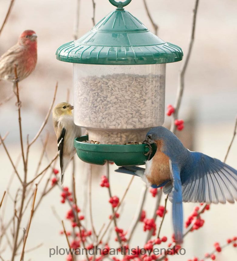 Plow & Hearth clinger závesné kŕmidlo pre vtáčiky - červené 6P208P765 dvor a záhrada