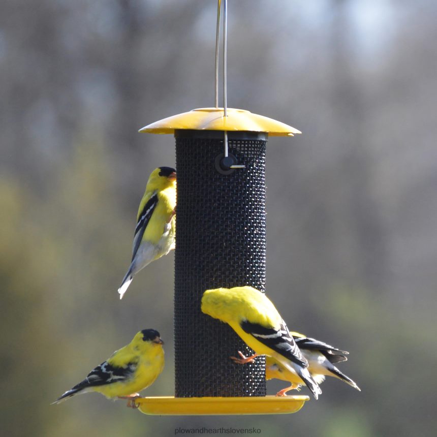 Plow & Hearth drobný žltý bodliak osivo vtáčie kŕmidlo - žlté 6P208P767 dvor a záhrada