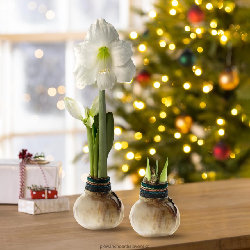 Plow & Hearth naturalz voskovaná samostatná kvetinová cibuľka amaryllis 6P208P2182 sezónne a darčeky